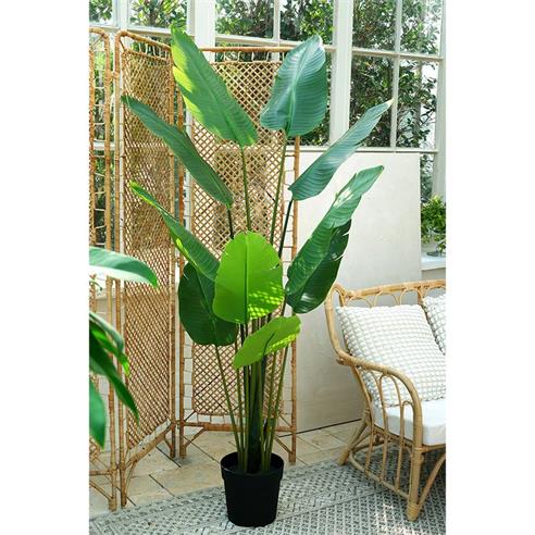 Planta art. ave del paraiso 01 - 174cm 2