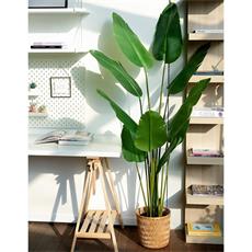 Planta art. ave del paraiso 01 - 174cm