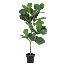 Planta art. ficus lyrata 01 - 94cm