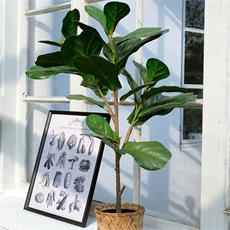 Planta art. ficus lyrata 01 - 94cm