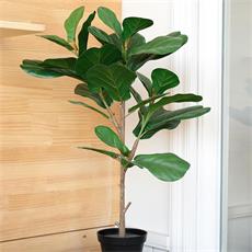 Planta art. ficus lyrata 01 - 94cm