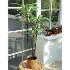 Planta art. palo de agua 02 - 102cm