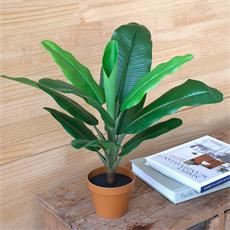 Planta art. platanero 01 - 47cm