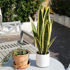 Planta art. sanseviera 01 - 54cm
